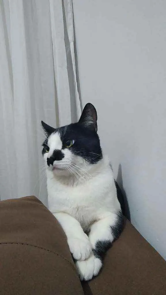 Gato ra a SRD idade 7 a 11 meses nome Nino
