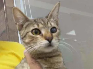 Gato raça Srd idade 2 a 6 meses nome Safira