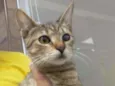 Safira