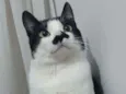 Nino