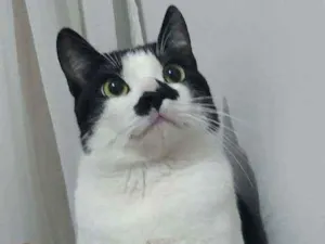 Gato raça SRD idade 7 a 11 meses nome Nino