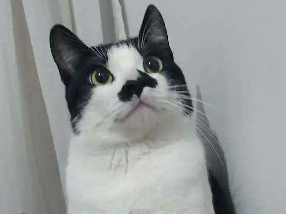 Gato ra a SRD idade 7 a 11 meses nome Nino