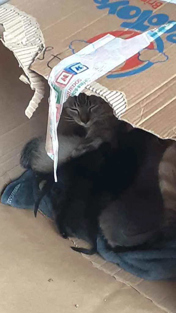 Gato raça Não sei  idade 2 a 6 meses nome Não tem 