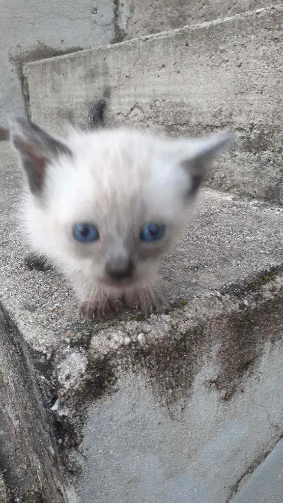 Gato raça Não sei  idade 2 a 6 meses nome Não tem 