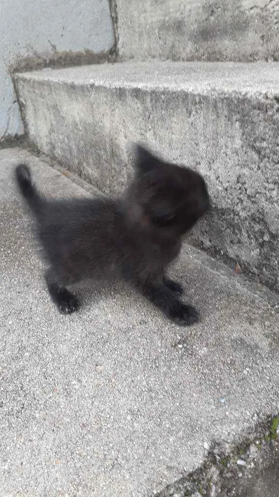 Gato raça Não sei  idade 2 a 6 meses nome Não tem 