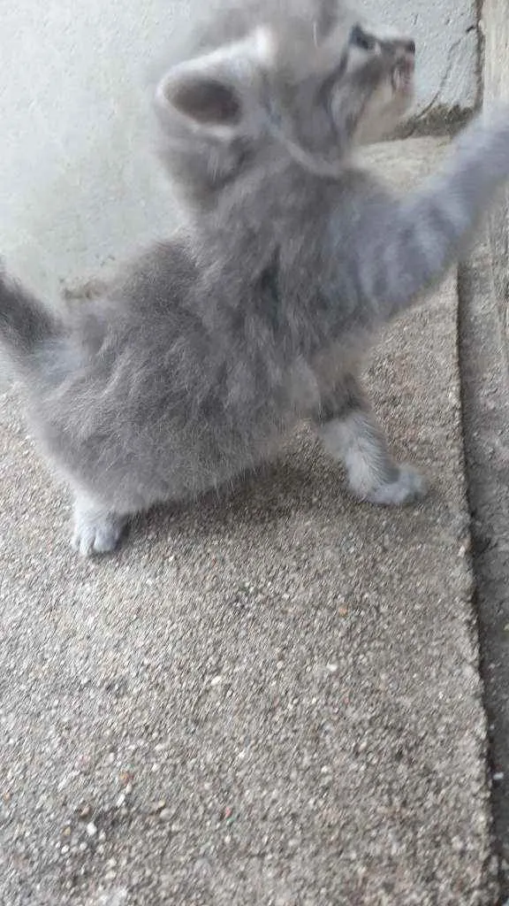 Gato raça Não sei  idade 2 a 6 meses nome Não tem 
