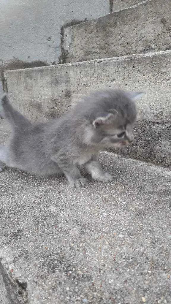 Gato raça Não sei  idade 2 a 6 meses nome Não tem 