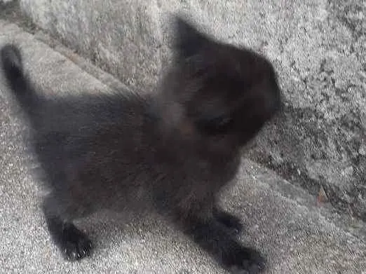 Gato raça Não sei  idade 2 a 6 meses nome Não tem 