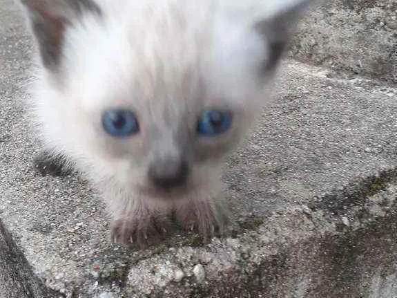 Gato raça Não sei  idade 2 a 6 meses nome Não tem 