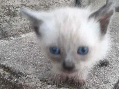 Gato raça Não sei  idade 2 a 6 meses nome Não tem 