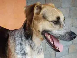 Cachorro raça SRD idade 6 ou mais anos nome Luigi Lord