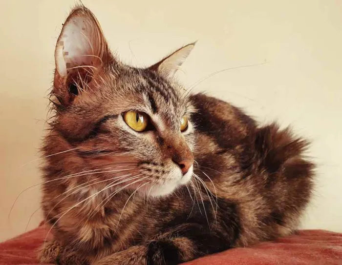 Gato raça SRD idade 7 a 11 meses nome MILA BELA