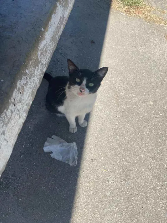 Gato ra a Vira lata idade 7 a 11 meses nome Frajola