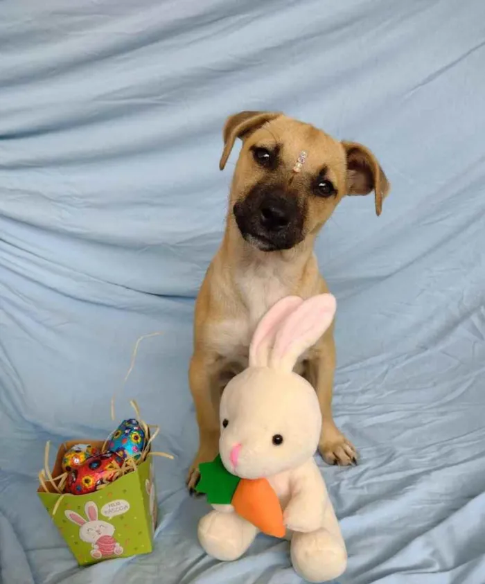 Cachorro ra a Linda  idade 2 a 6 meses nome Letícia 