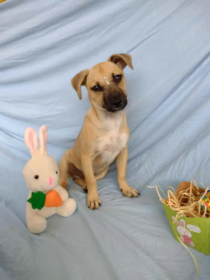 Cachorro ra a Linda  idade 2 a 6 meses nome Letícia 