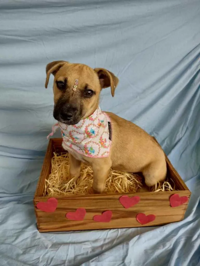 Cachorro ra a Linda  idade 2 a 6 meses nome Letícia 