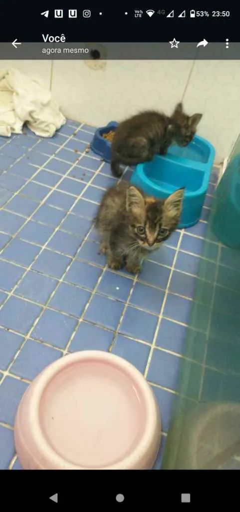 Gato ra a Sem raça definida idade 2 a 6 meses nome Linda