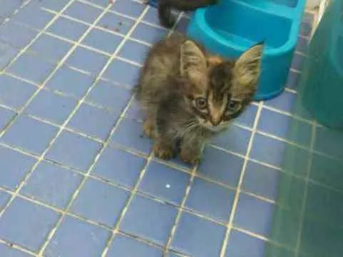 Gato ra a Sem raça definida idade 2 a 6 meses nome Linda