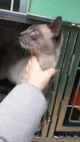 Simba