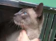 Simba