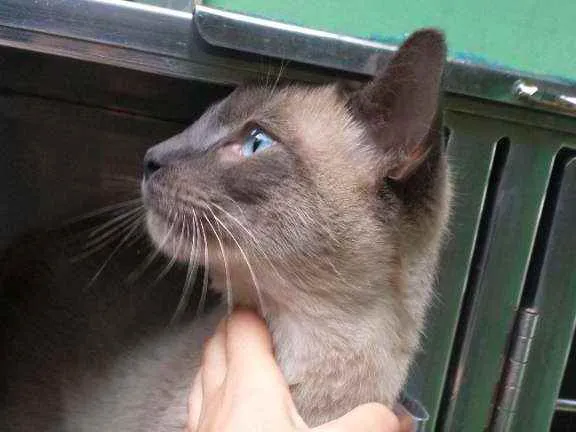 Gato ra a  idade 7 a 11 meses nome Simba