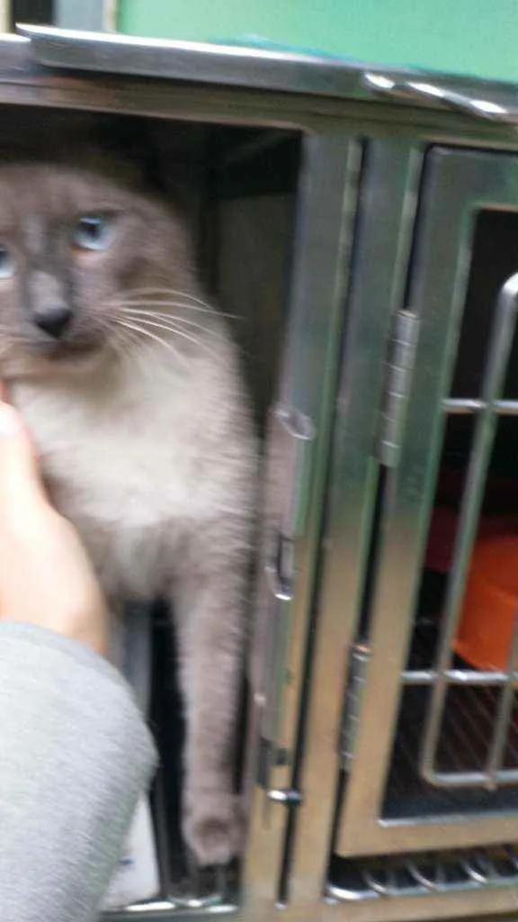 Gato ra a  idade 7 a 11 meses nome Simba