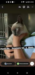 Simba