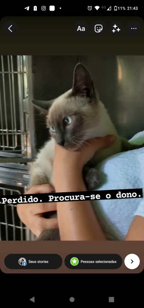 Gato ra a  idade 7 a 11 meses nome Simba
