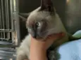Simba