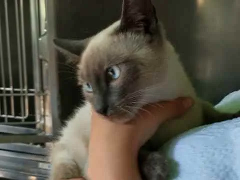 Gato ra a  idade 7 a 11 meses nome Simba