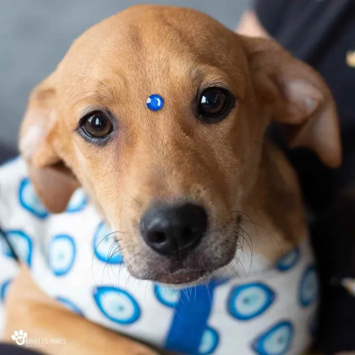 Cachorro ra a  idade 7 a 11 meses nome Não sei 