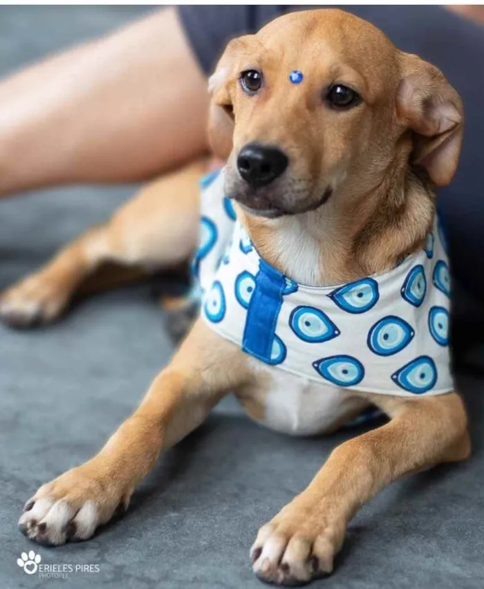 Cachorro ra a  idade 7 a 11 meses nome Não sei 