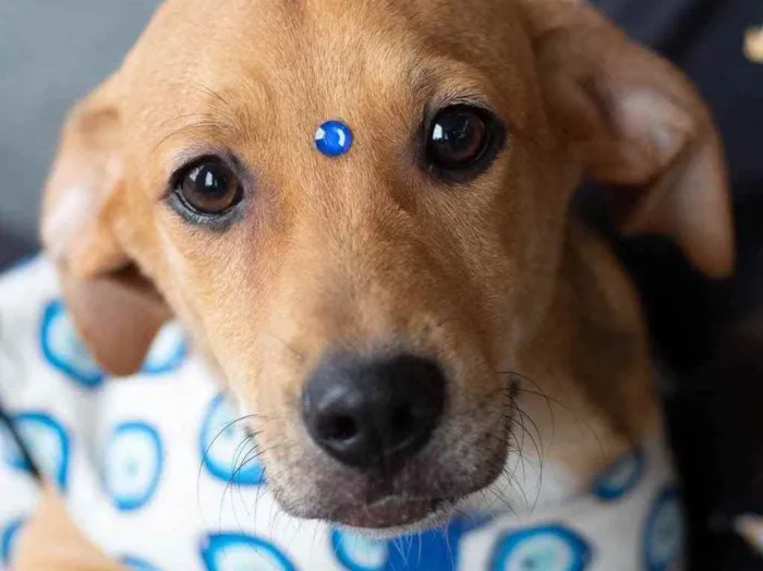 Cachorro ra a  idade 7 a 11 meses nome Não sei 