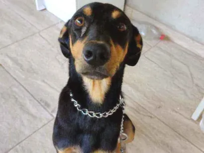 Cachorro raça SRD idade 4 anos nome Chiquinho