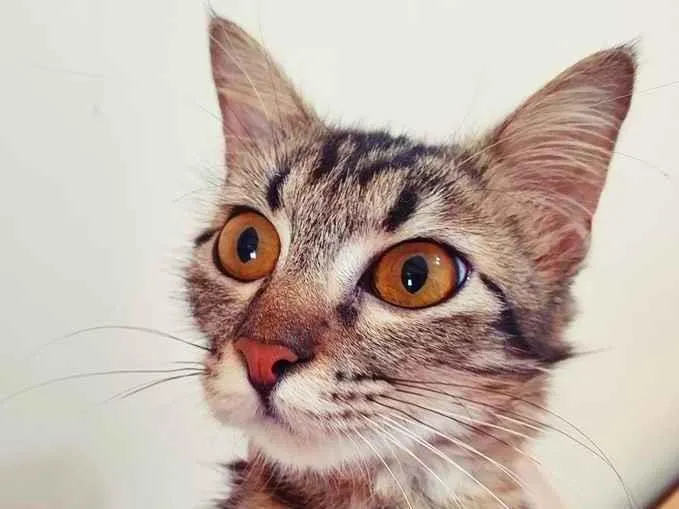 Gato raça SRD idade 7 a 11 meses nome MILA BELA