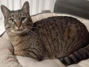 Gato raça SRD - SEM RAÇA DEFINIDA idade 2 anos nome Romeu