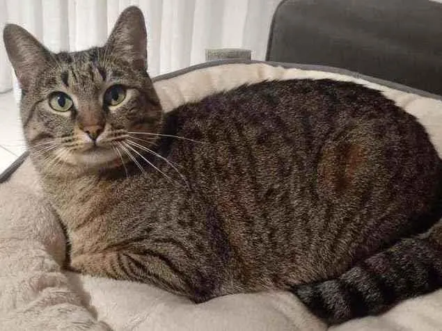 Gato raça SRD - SEM RAÇA DEFINIDA idade 2 anos nome Romeu