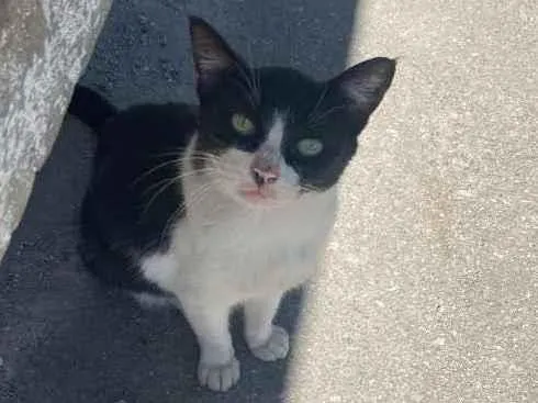 Gato ra a Vira lata idade 7 a 11 meses nome Frajola