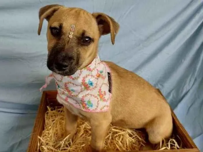 Cachorro ra a Linda  idade 2 a 6 meses nome Letícia 