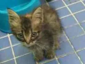 Gato ra a Sem raça definida idade 2 a 6 meses nome Linda
