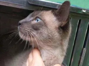 Gato raça  idade 7 a 11 meses nome Simba