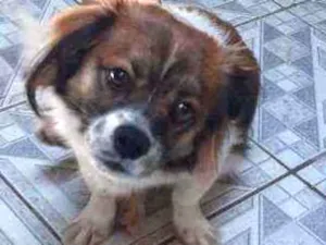 Cachorro raça Misturado idade 7 a 11 meses nome Billy