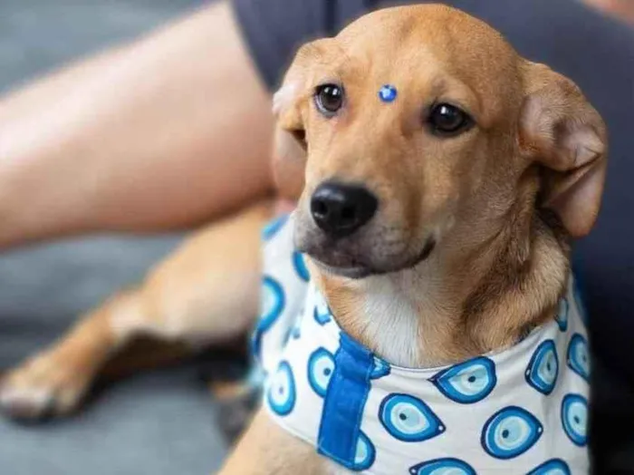 Cachorro ra a  idade 7 a 11 meses nome Não sei 