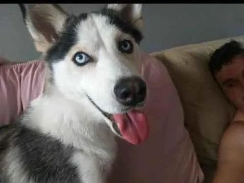 Cachorro ra a Runski  idade 2 anos nome Não sei 