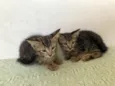 Trio maravilha
