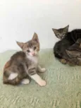 Trio maravilha