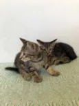Trio maravilha