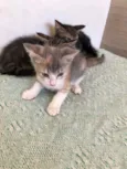 Trio maravilha