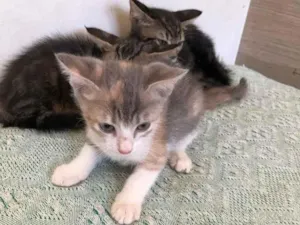 Gato raça SRD idade 2 a 6 meses nome Trio maravilha 