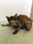Anita 